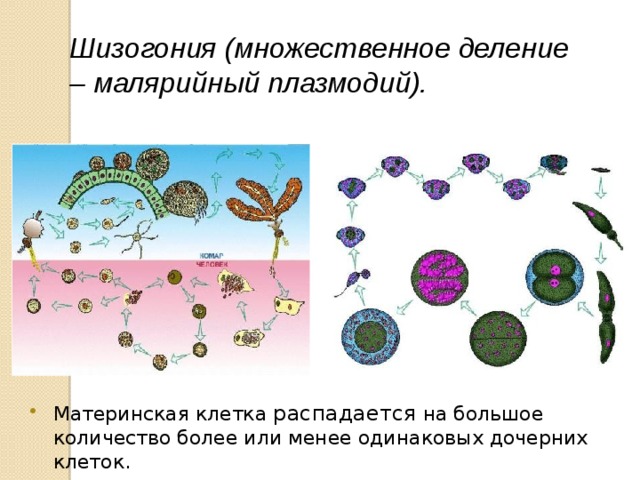 Рассмотрите рисунок 2 на котором представлен цикл развития малярийного плазмодия ответьте на вопросы