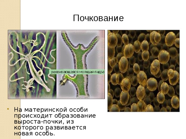 Почкование червей. Почкование водорослей. Почкование это в биологии. Почкование лишайников. Почкование примеры организмов.