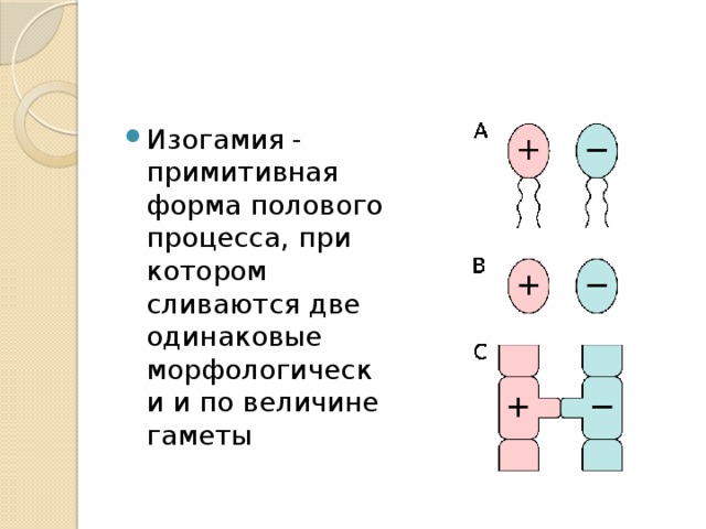 Изогамия - примитивная форма полового процесса, при котором сливаются две одинаковые морфологически и по величине гаметы