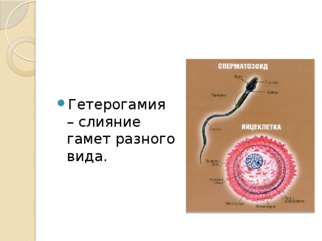 Гетерогамия – слияние гамет разного вида.