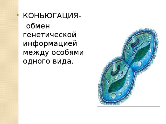 КОНЬЮГАЦИЯ-