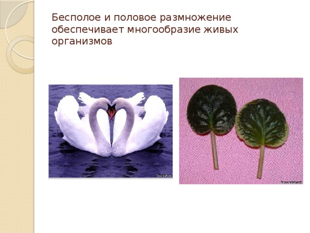 Бесполое и половое размножение обеспечивает многообразие живых организмов