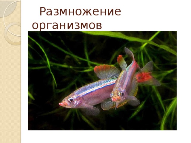 Размножение организмов
