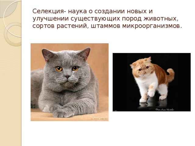 Селекция- наука о создании новых и улучшении существующих пород животных, сортов растений, штаммов микроорганизмов.