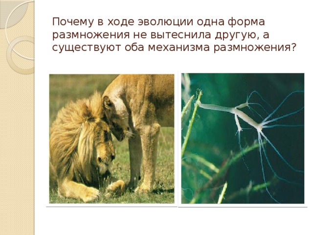 Почему в ходе эволюции одна форма размножения не вытеснила другую, а существуют оба механизма размножения?