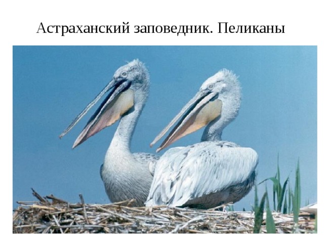 Астраханский заповедник. Пеликаны 