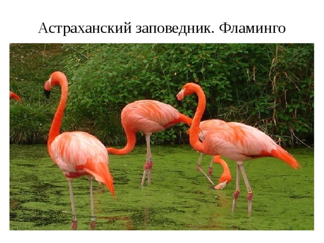 Астраханский заповедник. Фламинго 