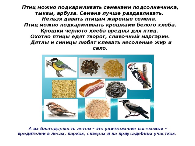 Можно ли давать семечки. Подкармливать птиц арбузными семечками. Какой хлеб можно давать птицам. Можно ли кормить птиц хлебом. Птицам нельзя хлеб.