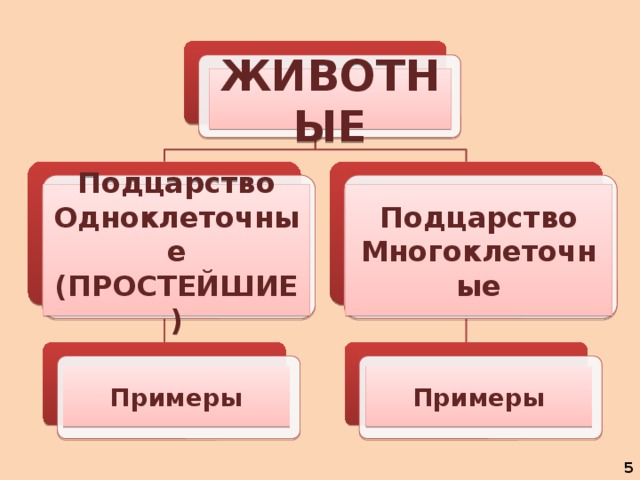ЖИВОТНЫЕ Подцарство Подцарство Одноклеточные Многоклеточные (ПРОСТЕЙШИЕ) Примеры Примеры