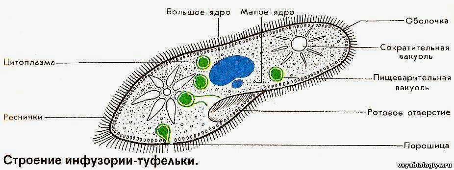 Инфузория туфелька проект