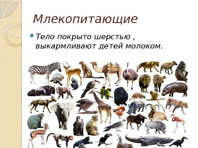 Показать млекопитающих животных. Млекопитающие животные. Разнообразие млекопитающих. Тело млекопитающих. Млекопитающие для детей.