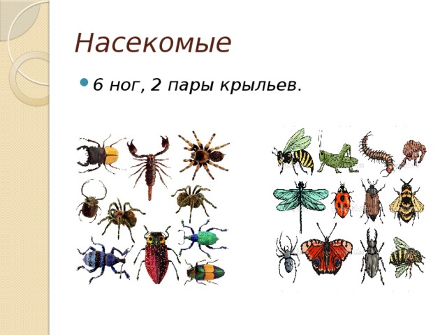 Сколько лапок у 6 жуков. Насекомые с шестью ногами. Шесть ног у насекомых. Насекомое с 6 лапами. Насекомые с 6 лапками название.