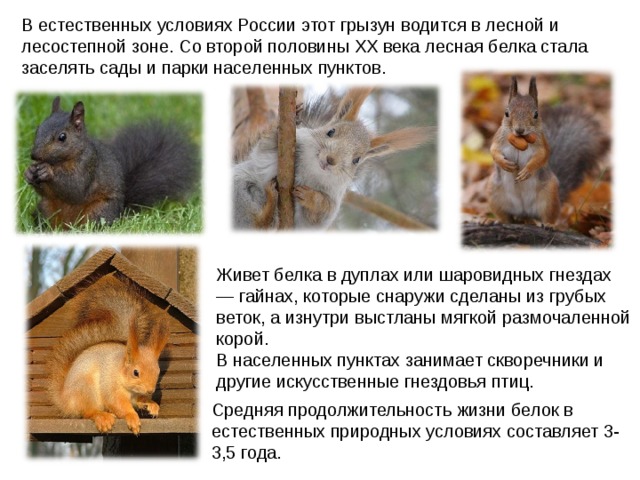 В естественных условиях России этот грызун водится в лесной и лесостепной зоне. Со второй половины XX века лесная белка стала заселять сады и парки населенных пунктов. Живет белка в дуплах или шаровидных гнездах — гайнах, которые снаружи сделаны из грубых веток, а изнутри выстланы мягкой размочаленной корой. В населенных пунктах занимает скворечники и другие искусственные гнездовья птиц. Средняя продолжительность жизни белок в естественных природных условиях составляет 3-3,5 года. 
