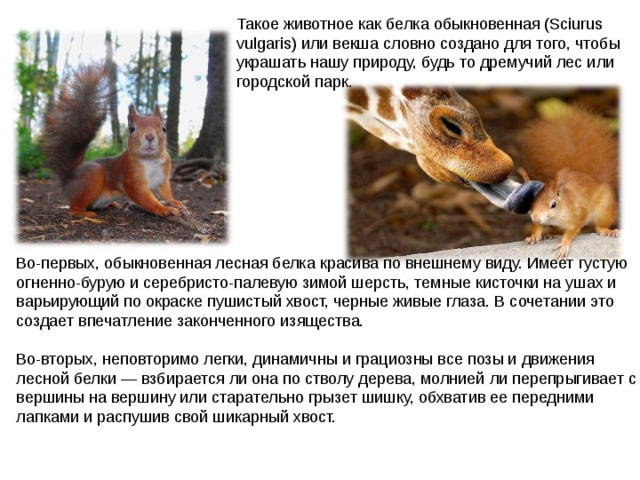Такое животное как белка обыкновенная (Sciurus vulgaris) или векша словно создано для того, чтобы украшать нашу природу, будь то дремучий лес или городской парк. Во-первых, обыкновенная лесная белка красива по внешнему виду. Имеет густую огненно-бурую и серебристо-палевую зимой шерсть, темные кисточки на ушах и варьирующий по окраске пушистый хвост, черные живые глаза. В сочетании это создает впечатление законченного изящества. Во-вторых, неповторимо легки, динамичны и грациозны все позы и движения лесной белки — взбирается ли она по стволу дерева, молнией ли перепрыгивает с вершины на вершину или старательно грызет шишку, обхватив ее передними лапками и распушив свой шикарный хвост. 