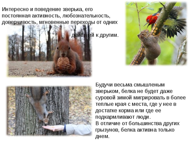 Интересно и поведение зверька, его постоянная активность, любознательность, доверчивость, мгновенные переходы от одних  действий к другим. Будучи весьма смышленым зверьком, белка не будет даже суровой зимой мигрировать в более теплые края с места, где у нее в достатке корма или где ее подкармливают люди. В отличие от большинства других грызунов, белка активна только днем. 