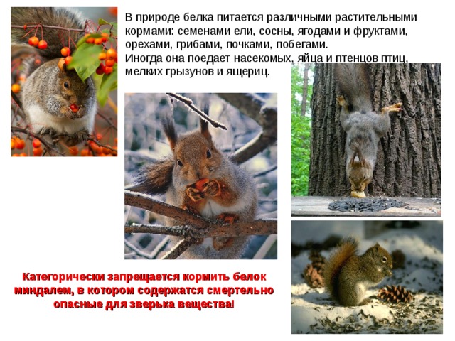 В природе белка питается различными растительными кормами: семенами ели, сосны, ягодами и фруктами, орехами, грибами, почками, побегами. Иногда она поедает насекомых, яйца и птенцов птиц, мелких грызунов и ящериц. Категорически запрещается кормить белок миндалем, в котором содержатся смертельно опасные для зверька вещества! 