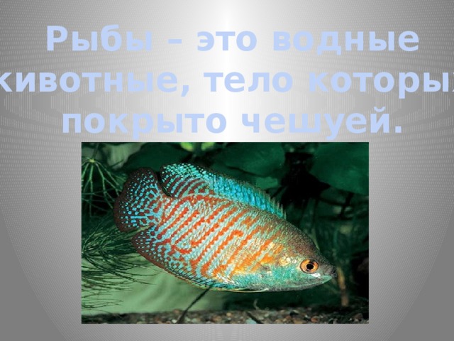 Рыбы – это водные животные, тело которых покрыто чешуей. 