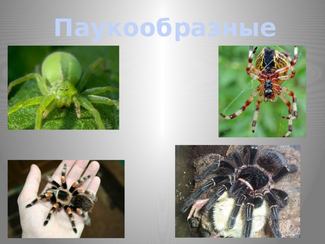 Паукообразные 