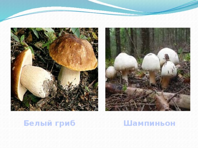Белый гриб Шампиньон 