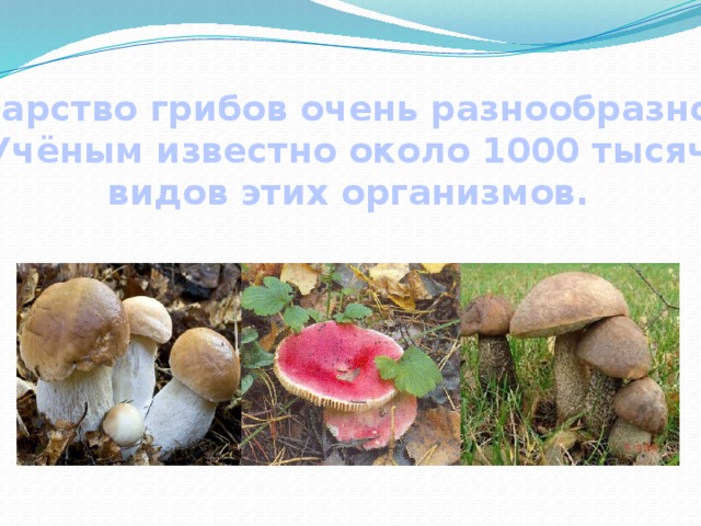 Царство грибов очень разнообразно. Учёным известно около 1000 тысяч видов этих организмов. 
