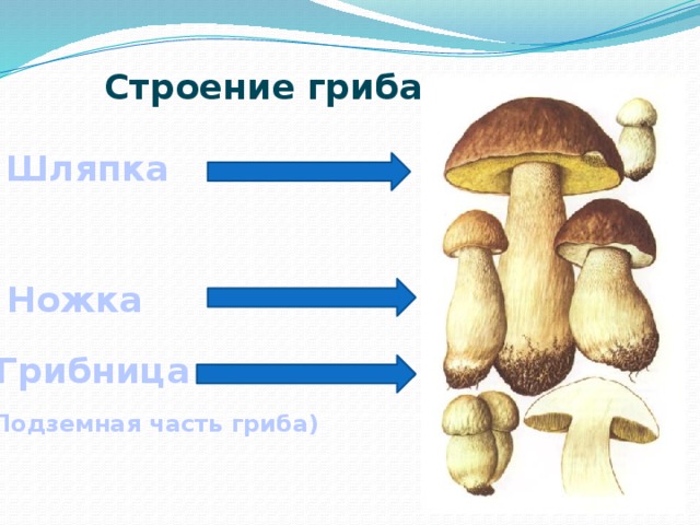 Строение гриба Шляпка Ножка Грибница (Подземная часть гриба) 