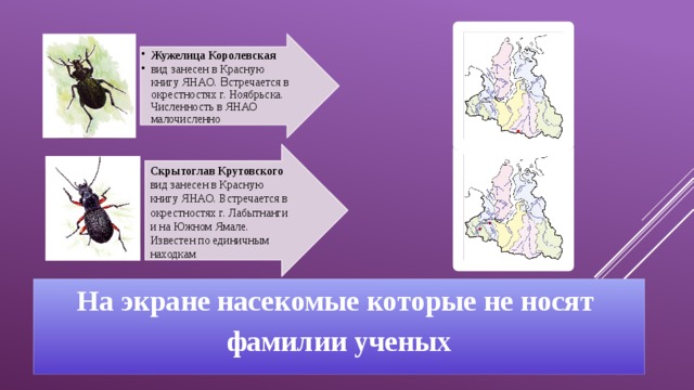 Какой тип развития характерен для жужелицы крымской изображенной на рисунке