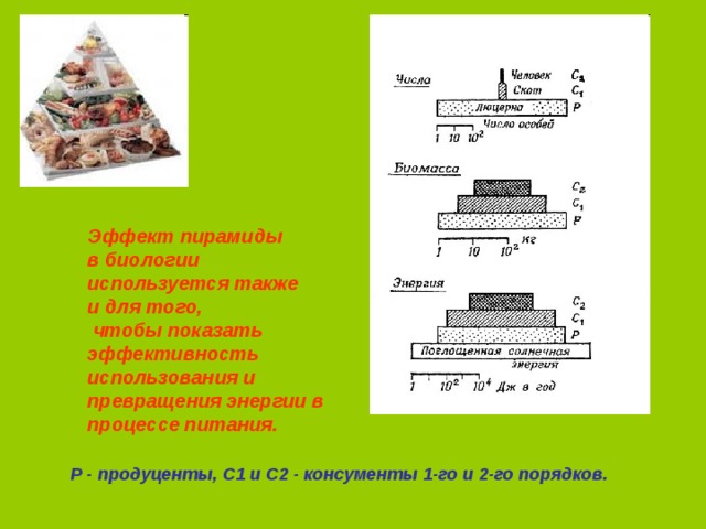 Эффект пирамиды в биологии используется также и для того,  чтобы показать эффективность использования и превращения энергии в процессе питания. P - продуценты, С1 и С2 - консументы 1-го и 2-го порядков.