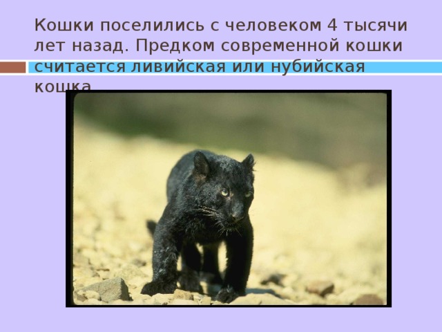 Кошки поселились с человеком 4 тысячи лет назад. Предком современной кошки считается ливийская или нубийская кошка. 