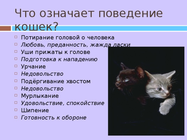 Поведение кошки перед. Поведение котят. Инстинктивное поведение кошек. Что означает поведение кошки. Оборонительное поведение у кошек.