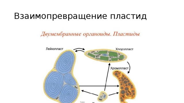 Схема двумембранные органоиды - 86 фото