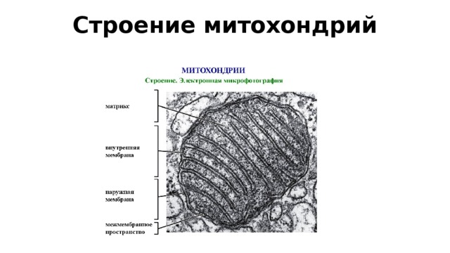 Строение митохондрий