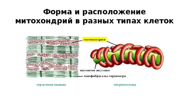 Форма и расположение митохондрий в разных типах клеток