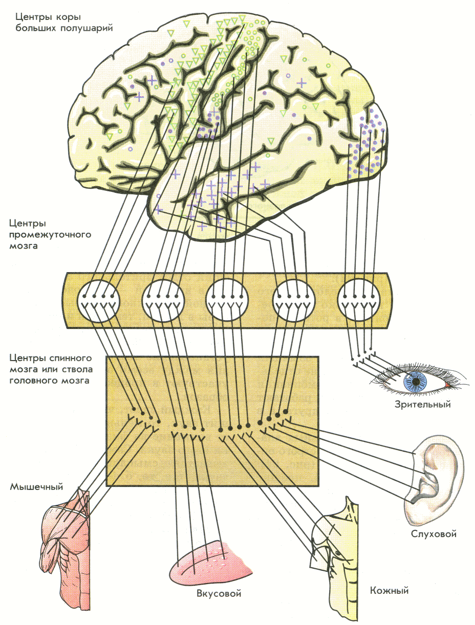 Сенсорные сигналы мозга
