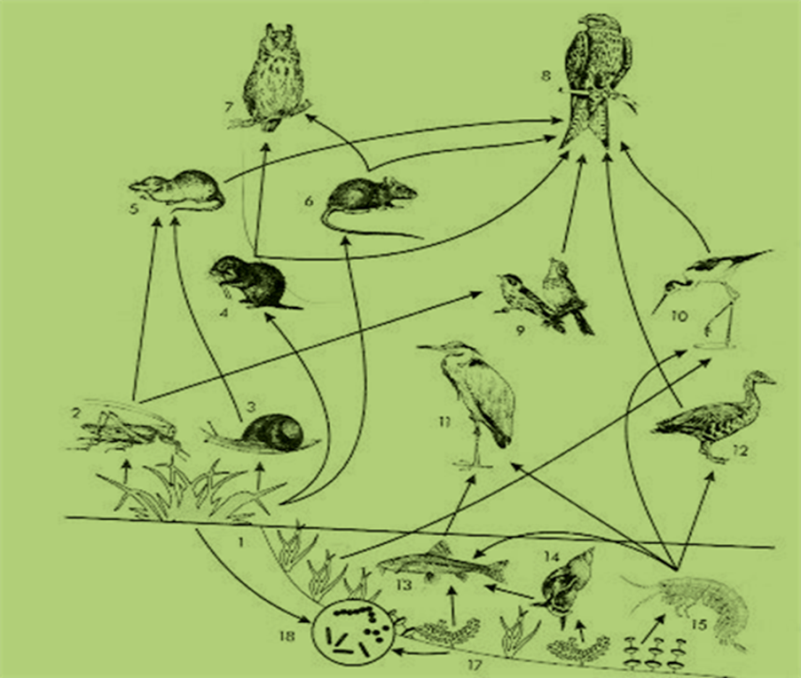 Трофический уровень мухи. Биоценоз сеть питания схема. Схема трофической сети экосистемы. Пищевая сеть это в биологии 9 класс. Пищевая сеть леса схема.