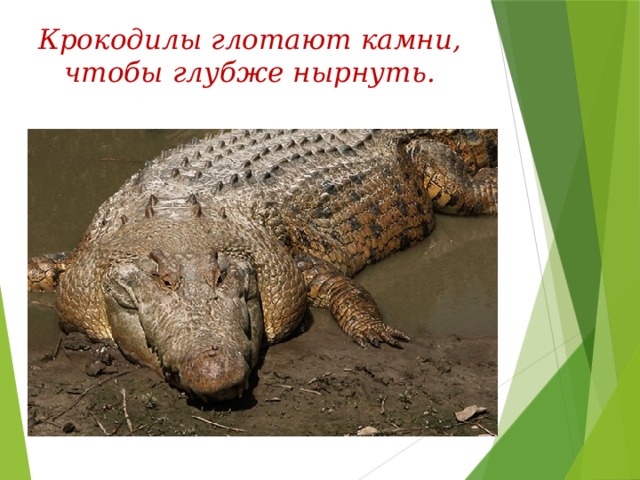Проглотил камушки. Крокодил глотает камни. Крокодилы глотают камни чтобы глубже нырнуть. Зачем крокодилы едят камни.