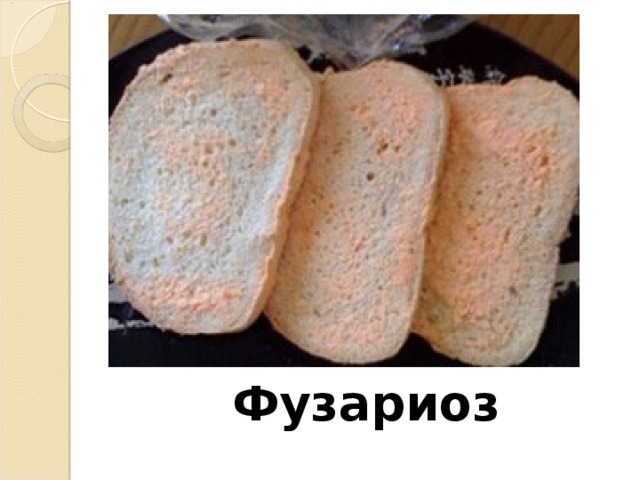 Металлическая болезнь хлеба фото