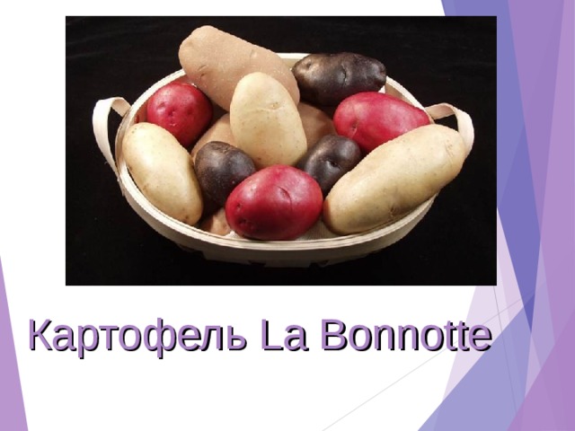 Картофель La Bonnotte 