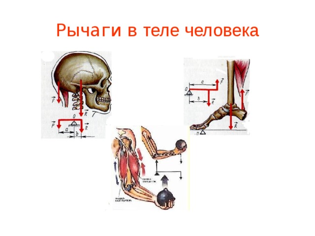 Рычаги в организме человека презентация