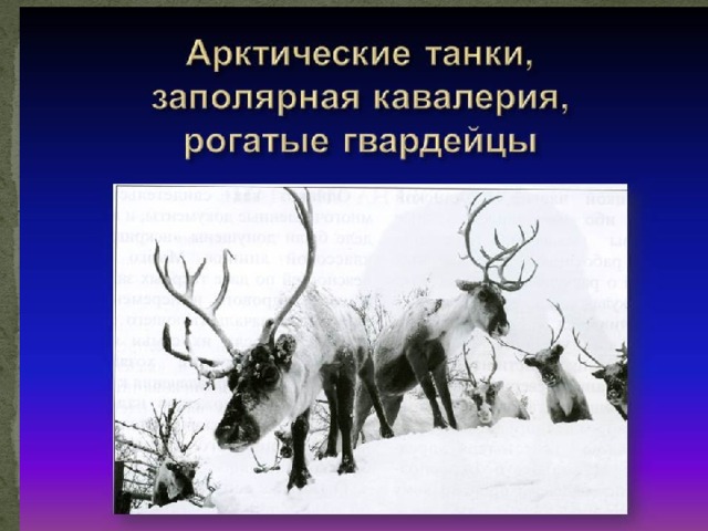 Заполярная кавалерия арктические танки фронт. Заполярье Север олени. ВОВ арктические танки. Заполярная кавалерия. Арктический танк заполярной кавалерии.