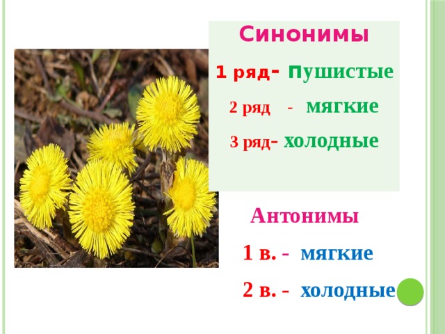 Синонимы 1 ряд - п ушистые 2 ряд - мягкие 3 ряд - холодные Антонимы 1 в. - мягкие 2 в. - холодные 