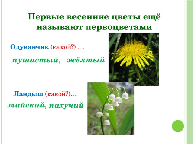 Первые весенние цветы ещё называют первоцветами Одуванчик  (какой?) … пушистый , жёлтый Ландыш  (какой?)… майский, пахучий 
