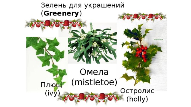 Зелень для украшений  ( Greenery ) Омела (mistletoe) Плющ (ivy) Остролис (holly) 