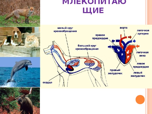 Малый круг кровообращения млекопитающих схема