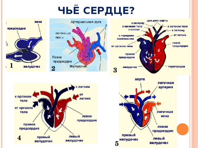 ЧЬЁ СЕРДЦЕ? 1 2 3 4 5 