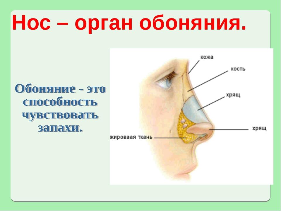 Носы нужны не только для красы подготовительная группа презентация