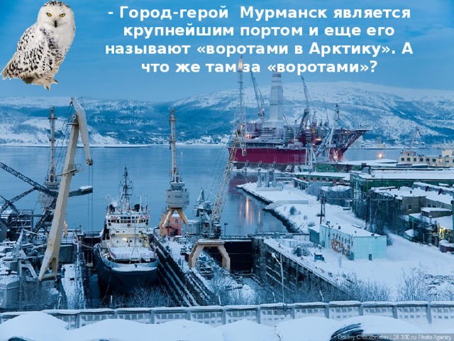 Животные арктики и тундры — иллюстрация 27