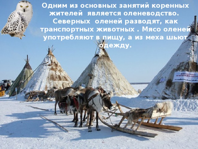 Животные арктики и тундры — иллюстрация 31