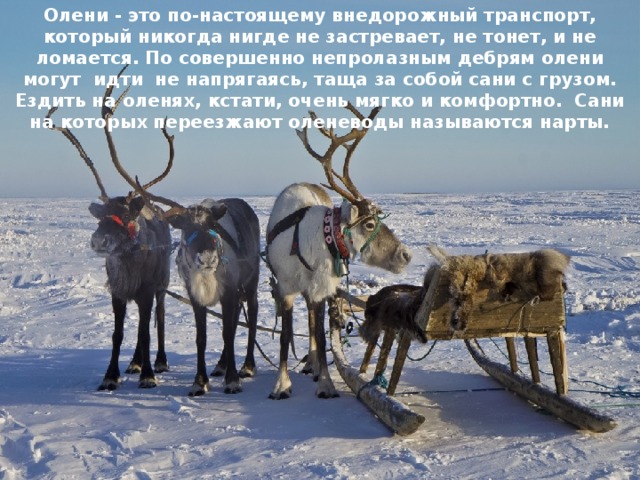 Животные арктики и тундры — иллюстрация 32