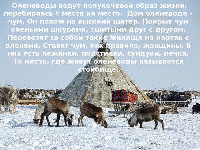 Животные арктики и тундры — иллюстрация 34