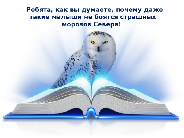 Животные арктики и тундры — иллюстрация 37
